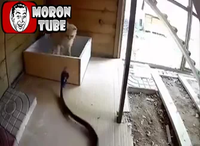 Video: Who wins in a cat-versus-cobra match